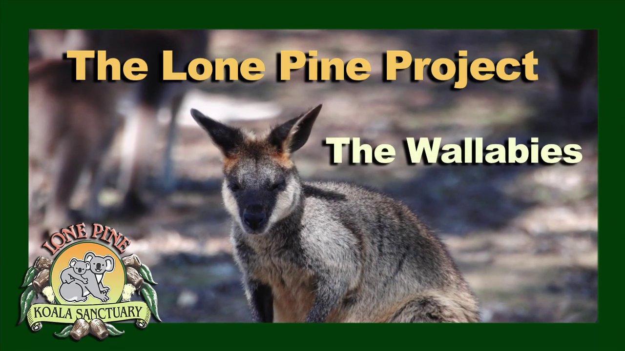 HD - Wallaby - The Lone Pine Project