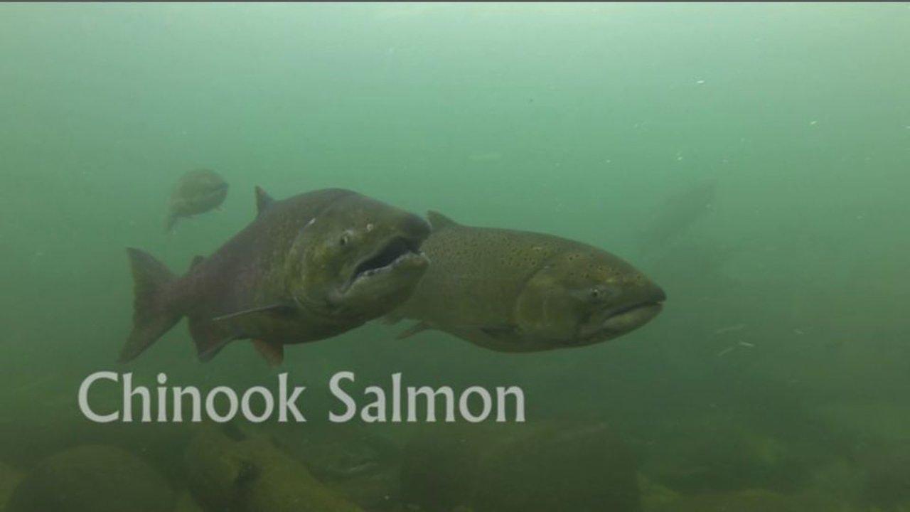 HD - River Snorkel: Wenatchee River Chinook Salmon