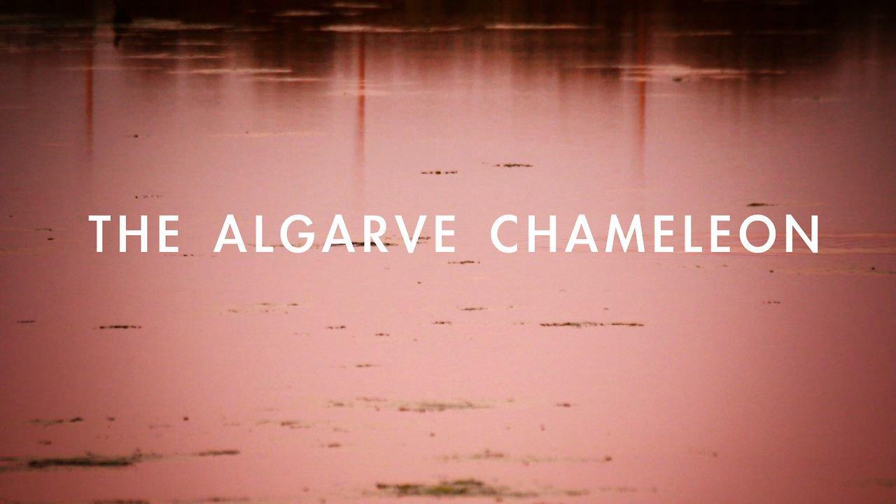 HD - The Algarve Chameleon - Iberian Fauna