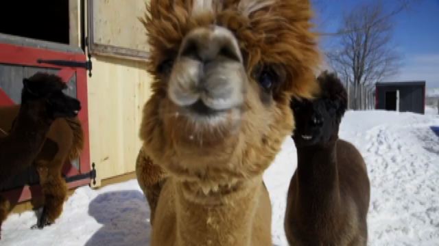 La nuova moda in Ontario è praticare yoga in mezzo agli alpaca