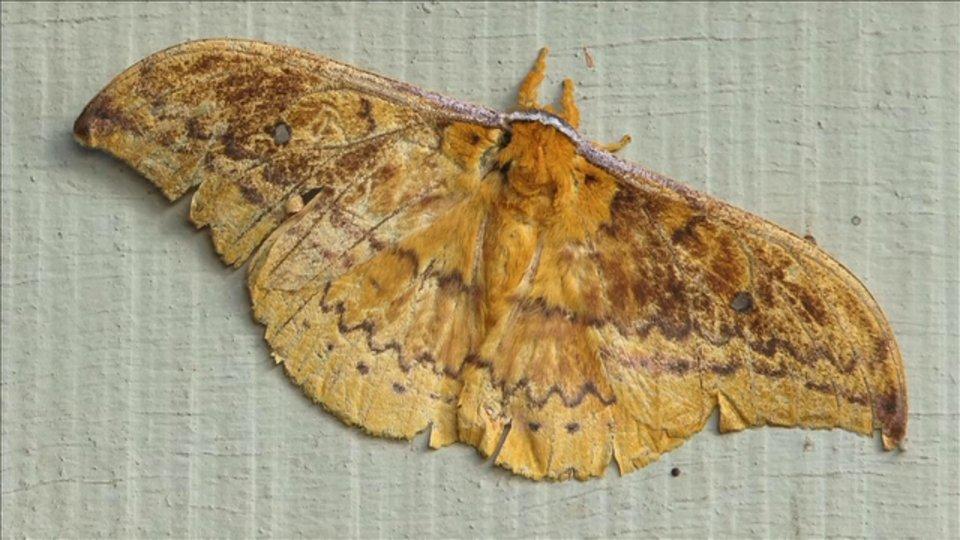 HD - Emperor Moth