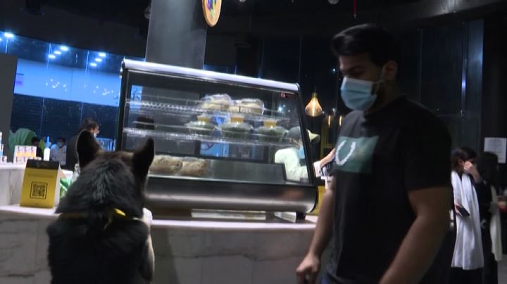 Nasce il primo dog cafè in Arabia Saudita