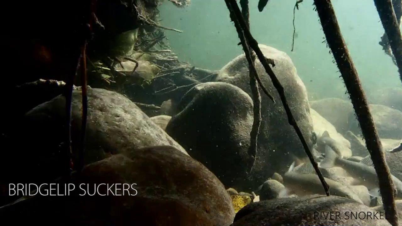 HD - River Snorkel: Bridgelip Suckers