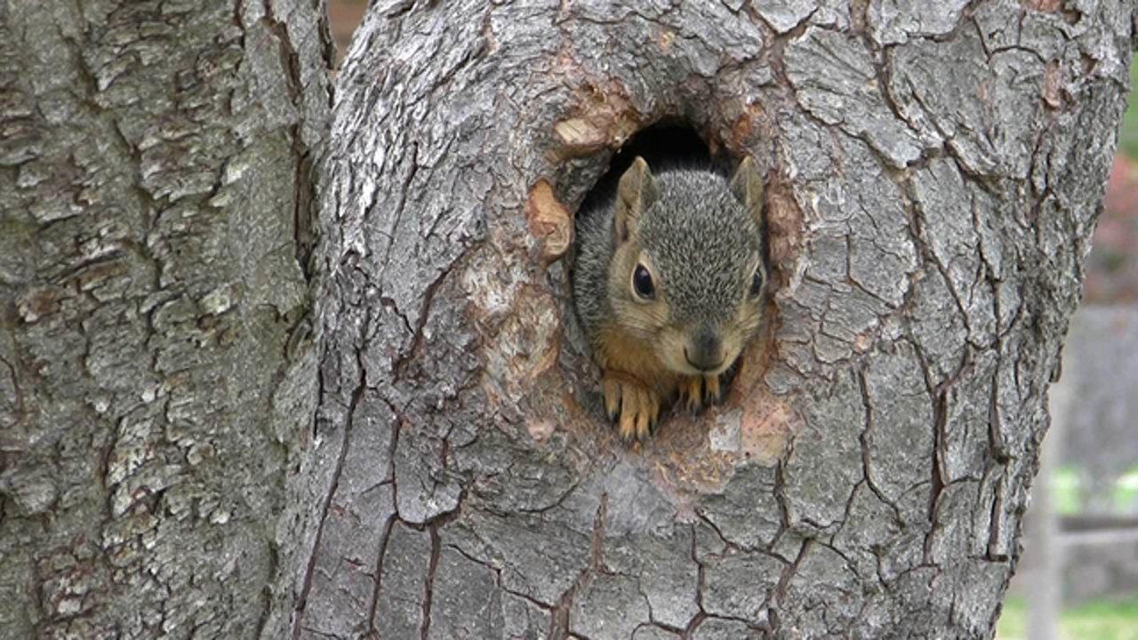 HD - THE most boring squirrell video... ever