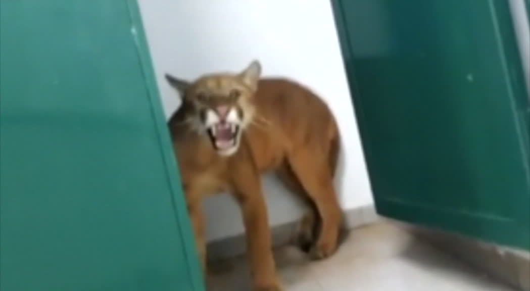 Brasile, trovato un puma nei bagni di una scuola elementare