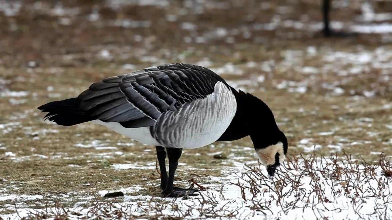 HD - Barnacle Goose