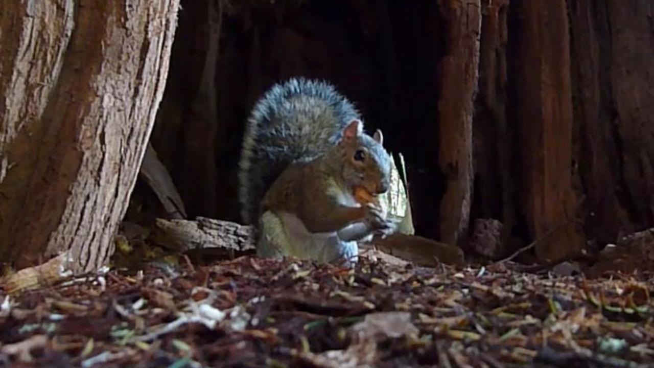 HD - Squirrels' house