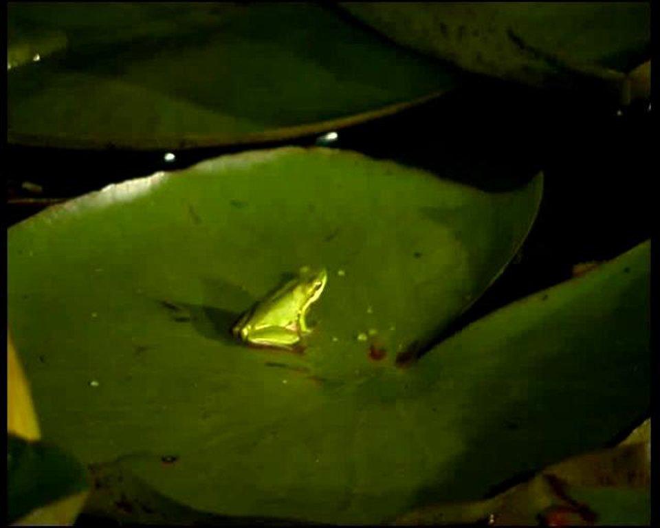 HD - Eastern Sedgefrog