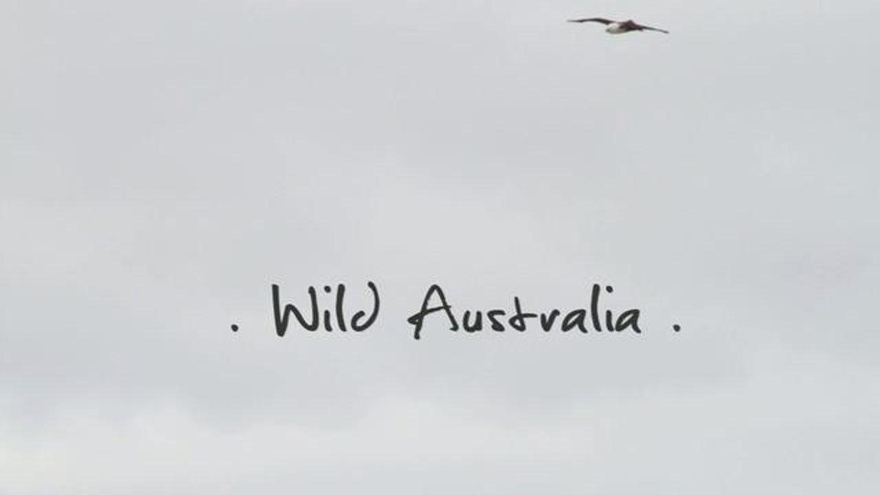 HD - Wild Australia