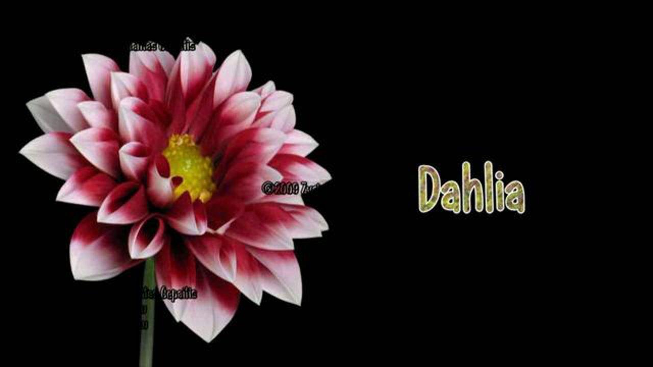 HD - Time-lapse of growing Dahlia flowers