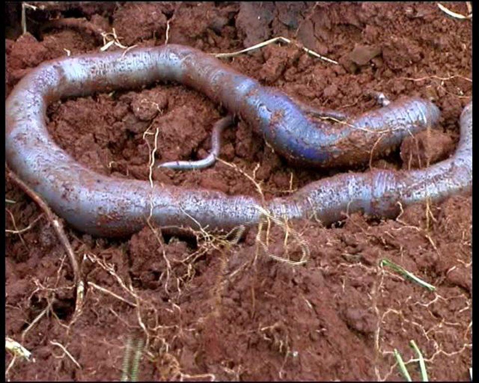 HD - Giant Earth Worms
