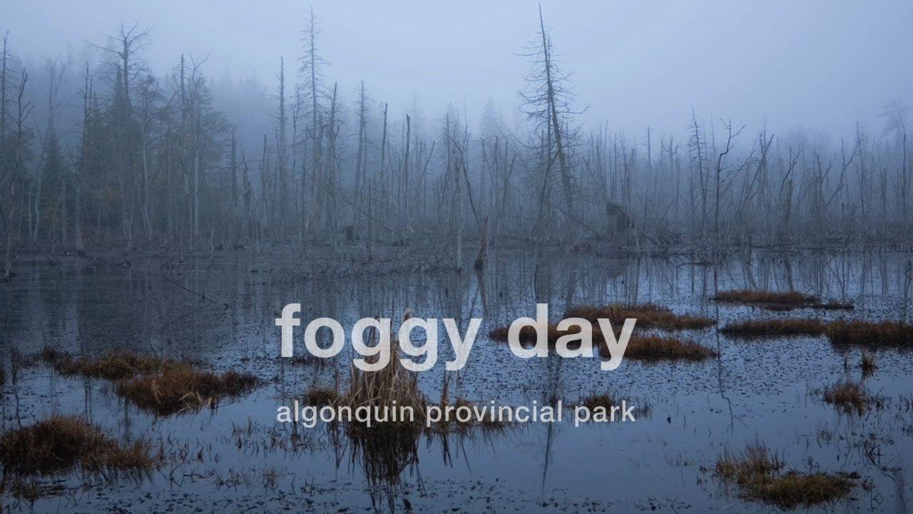 HD - Foggy day in Algonquin - Timelapse