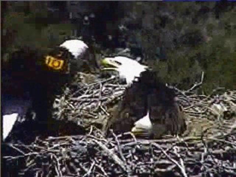 HD - Switching Places at 12:35 - strong little eaglet watches