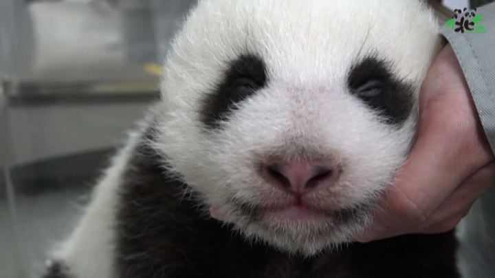 A Taipei il baby panda apre gli occhi per la prima volta