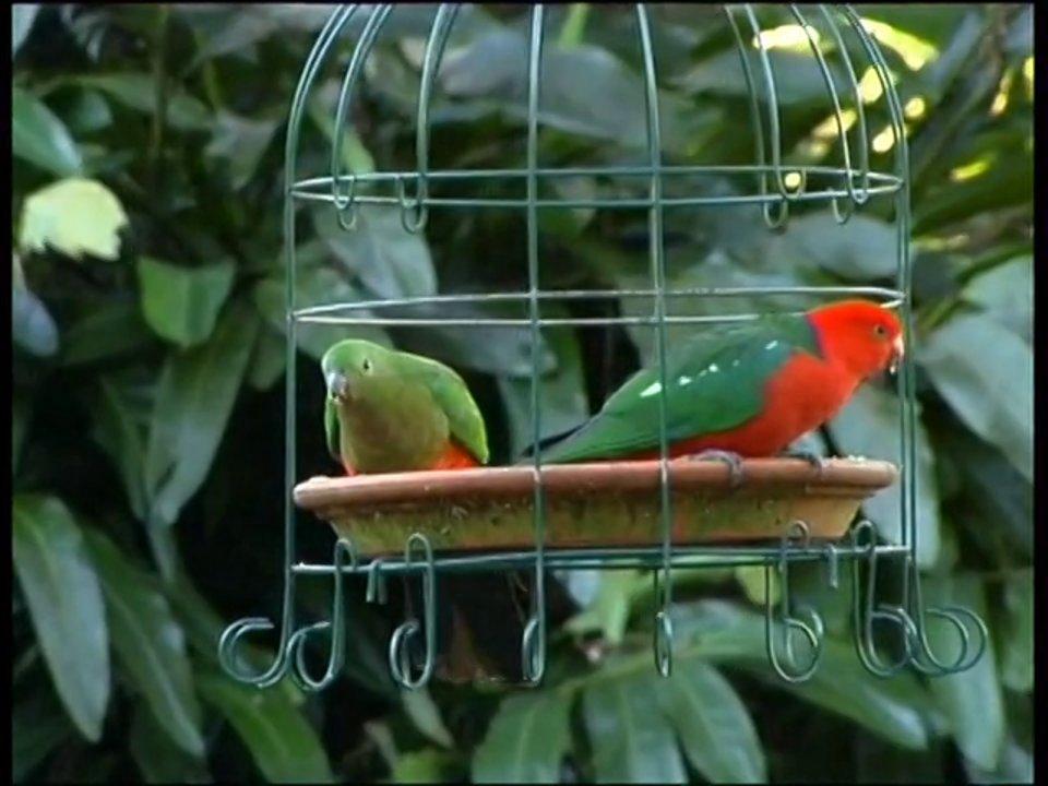 HD - Male & Female King Parrots