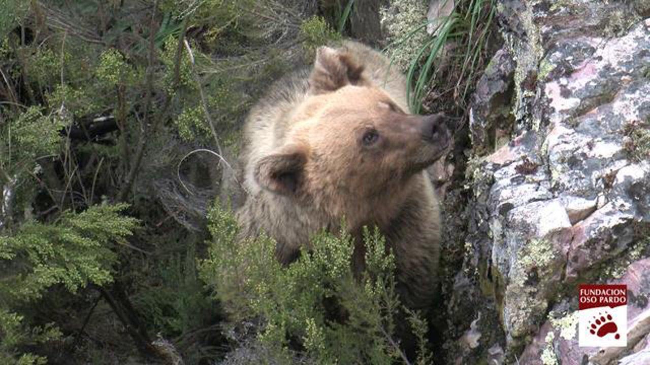 HD - Osezna recuperada, marzo 2011 - Brown bear cub recovered, March 2011