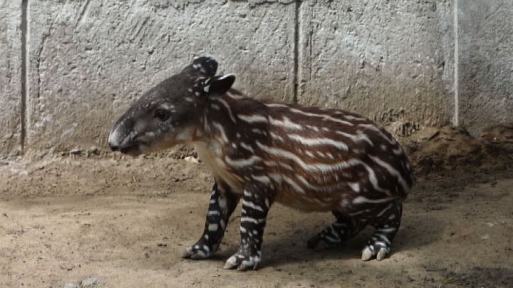 Le bellissime immagini del tapiro dell'America centrale