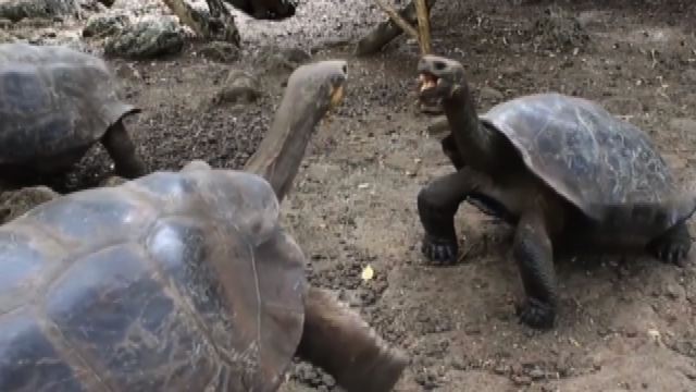 Nelle Galapagos scoperta una nuova specie di tartaruga gigante