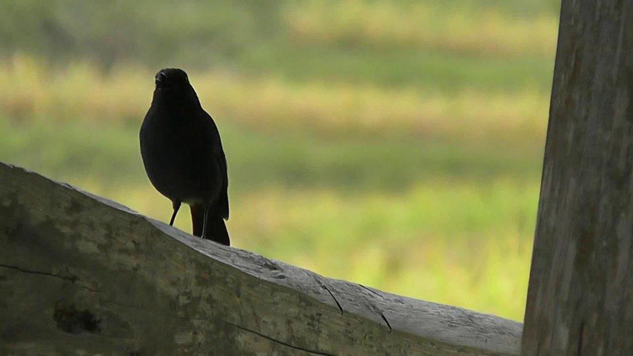 HD - Plumbeous water redstart (Rhyacornis fuliginosus)