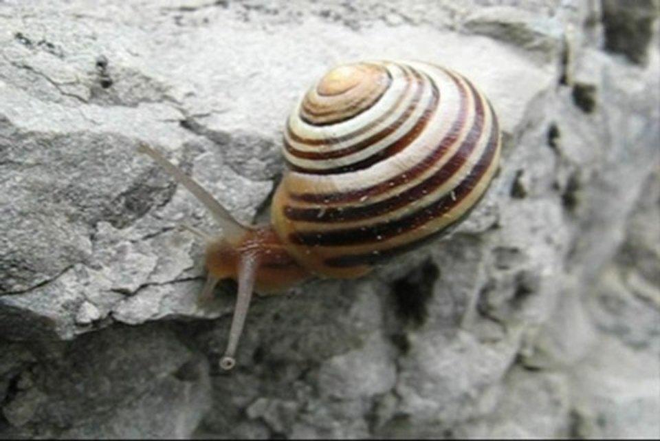 HD - Snail's Pace