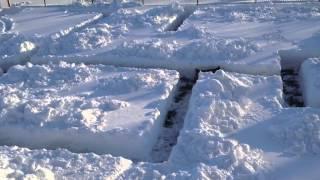 Dog in Snow Maze