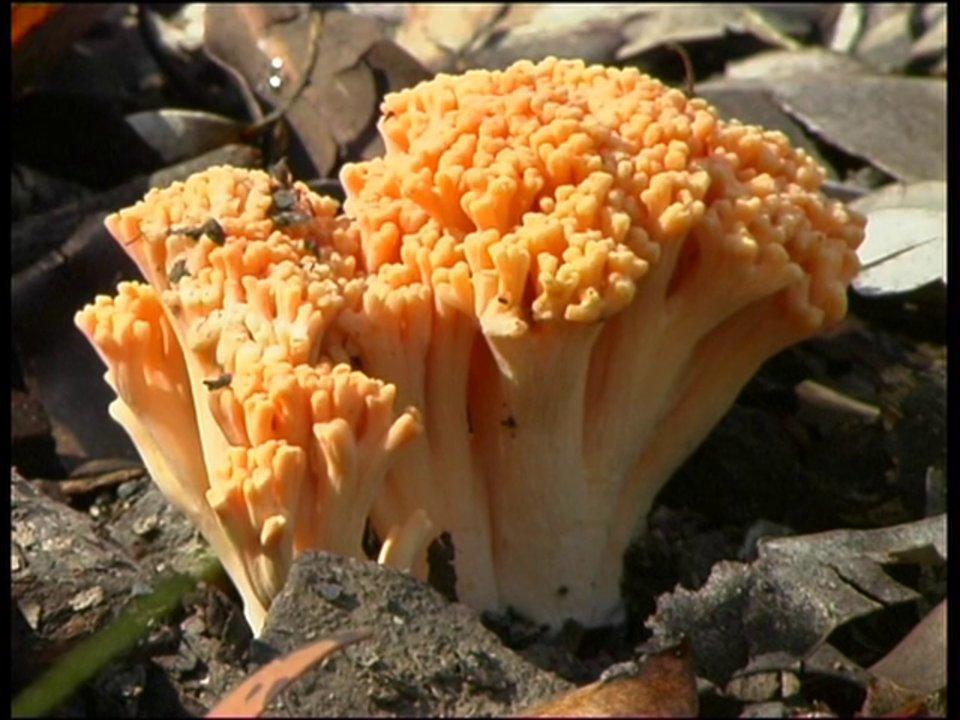 HD - Coral Fungus