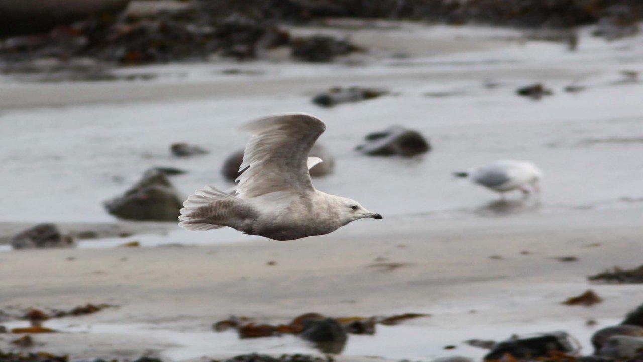 HD - Clips from nature series we made for TG4.