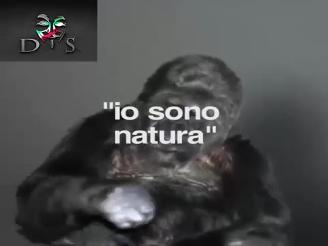 Koko il gorilla che ha dato un messaggio all'umanità