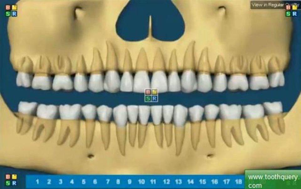 HD - dental development