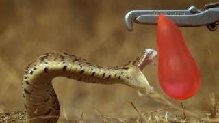 L'attacco del serpente al rallentatore