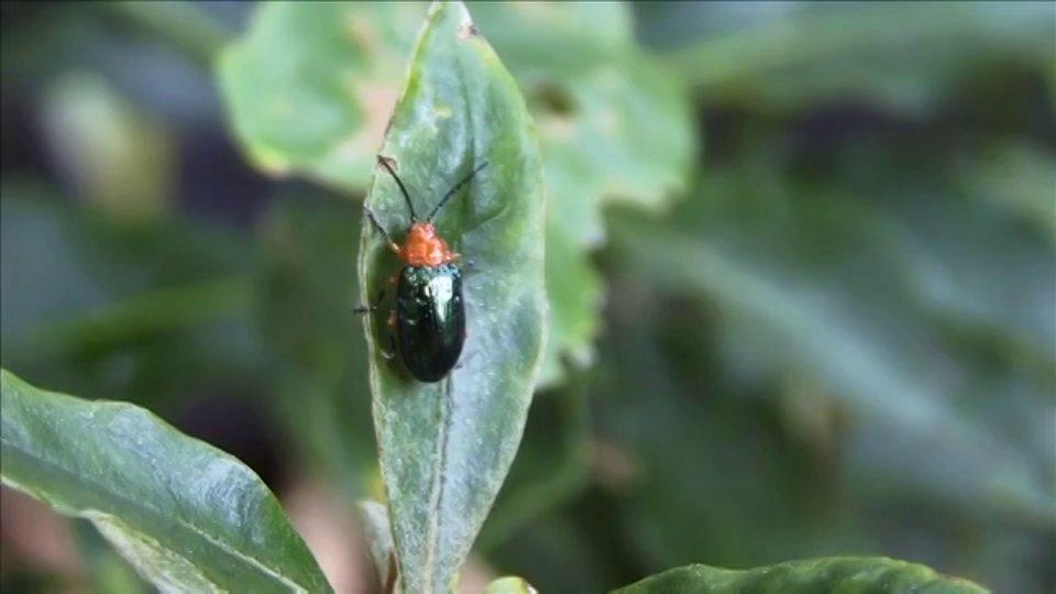 HD - Scarab Beetles & Leaf Beetle