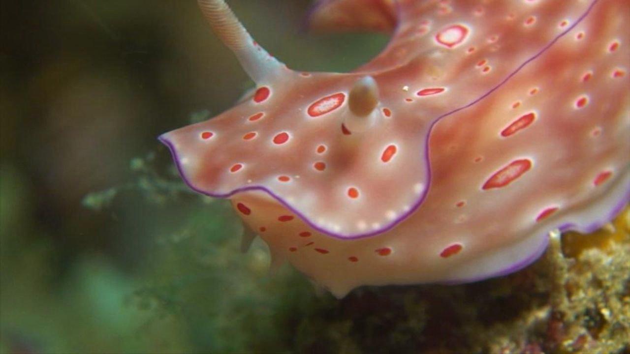 HD - Horseshoe Bays Nudibranchs