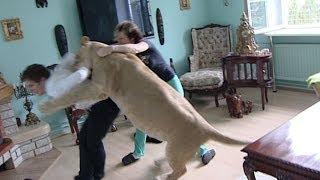 Il leone che attacca l'uomo in casa