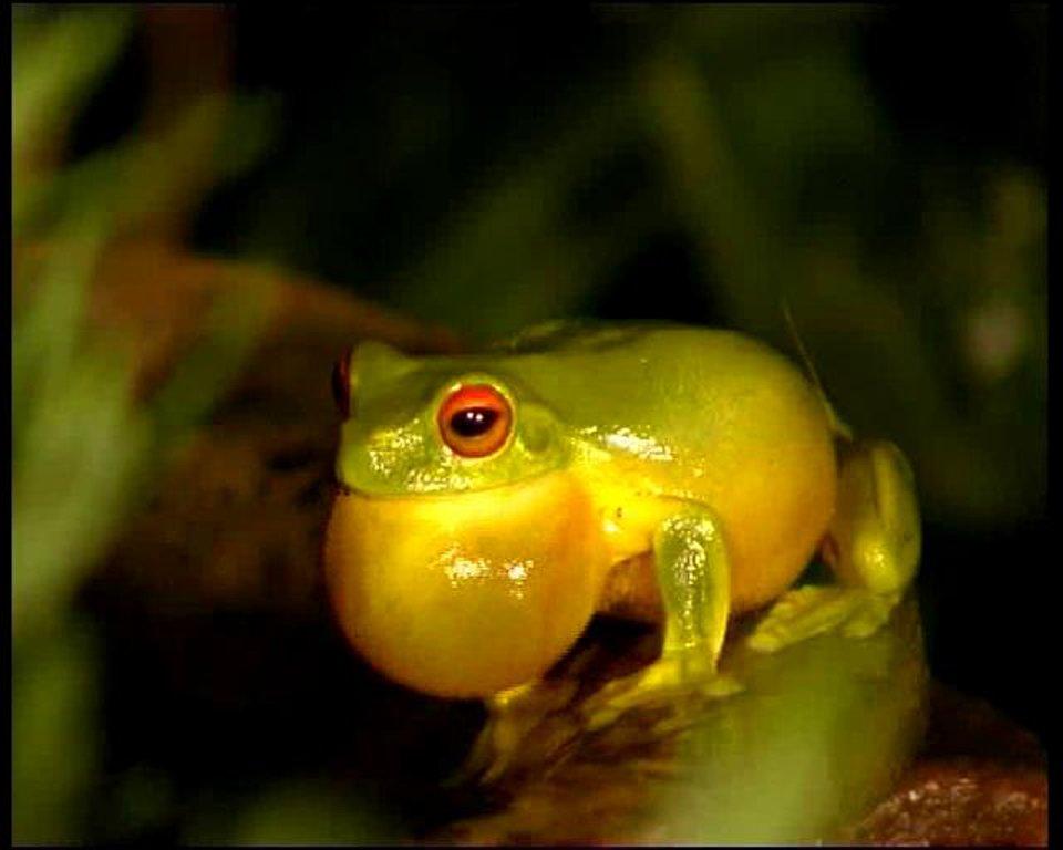HD - Orange-eyed Tree Frogs