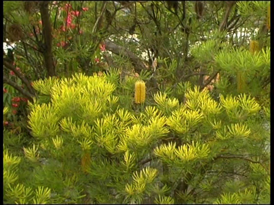 HD - Hairpin Banksia