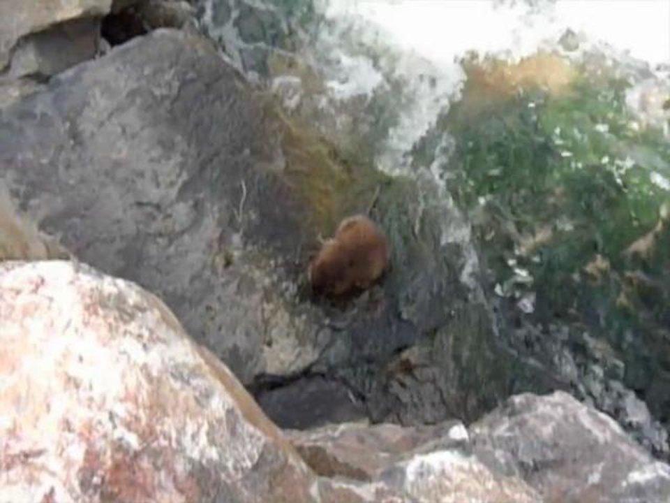 HD - boring video of a muskrat