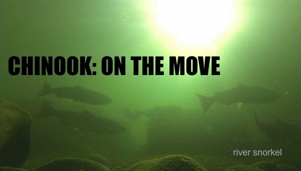 HD - River Snorkel: On The Move
