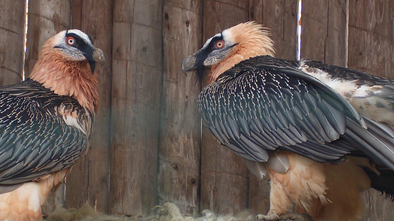 HD - Bearded Vulture Mating
