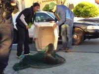 Rubbish the Sea Lion Rescued in San Francisco