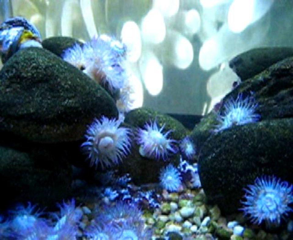 HD - Anemone Party