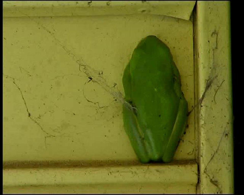 HD - Green Tree Frog