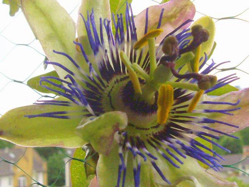 HD - THE FIRST PASSION FLOWER