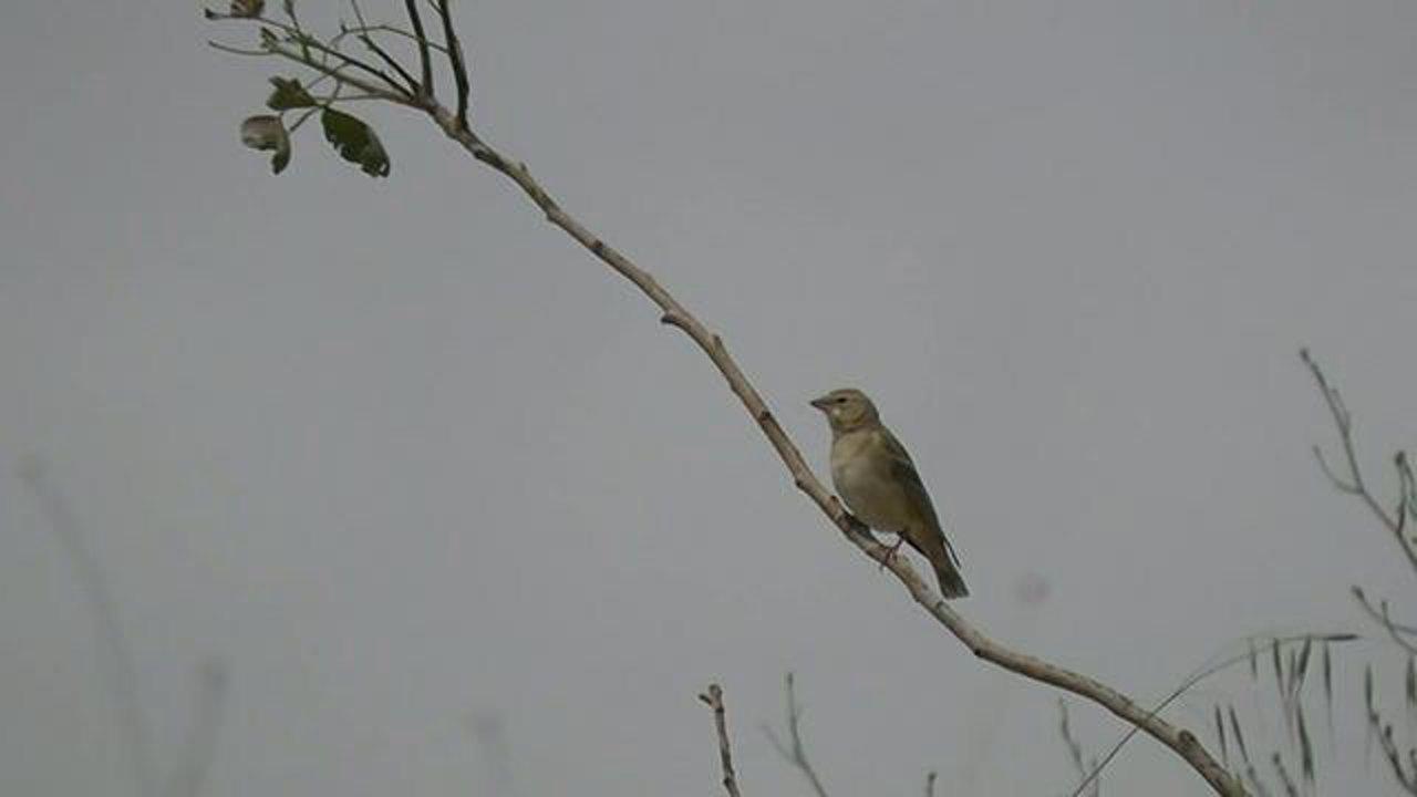 HD - Bleke rotsmus / Pale Rock Sparrow