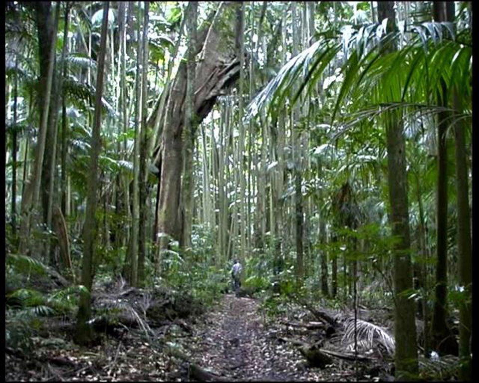 HD - Moreton Bay Fig Tree