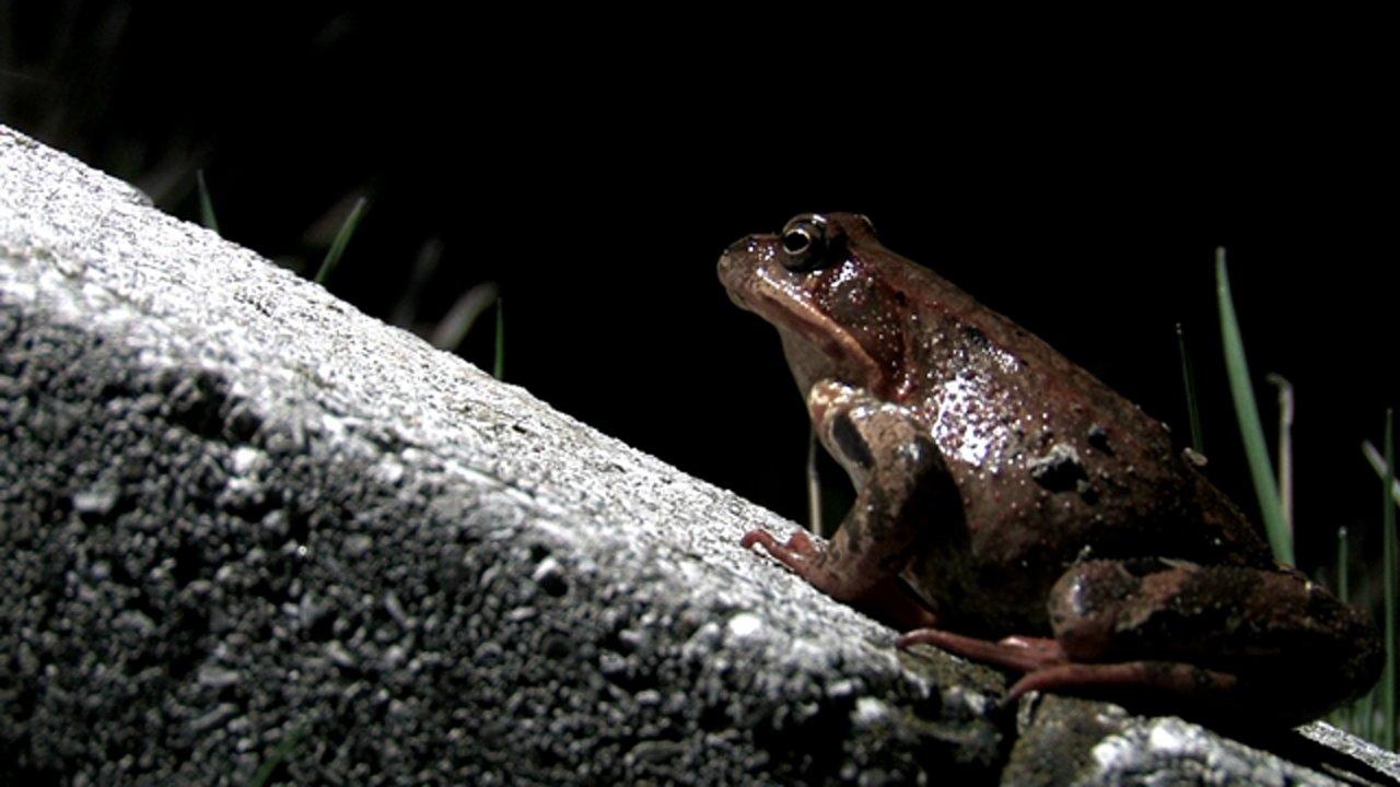 HD - frogs of the kucisdorf