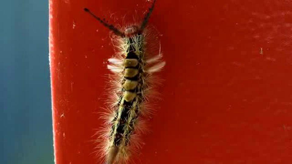HD - Tussock Moth caterpillar in an odd location