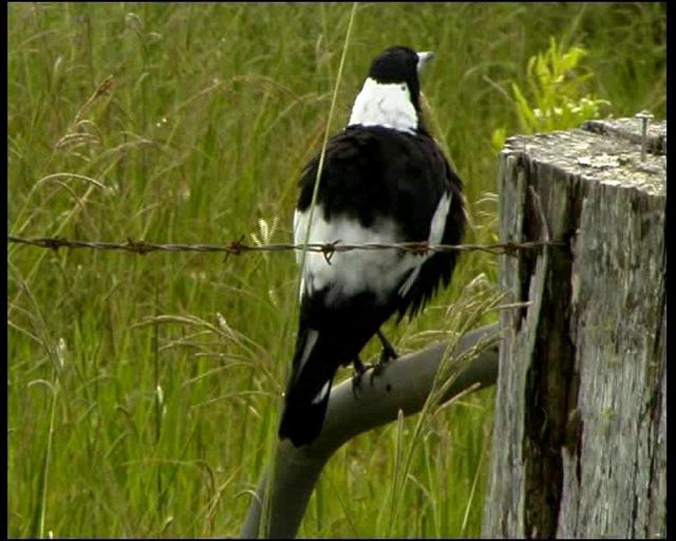 HD - Australian Magpie Preening