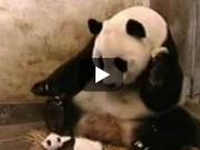 The Sneezing Baby Panda - Popular