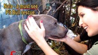 Nala - Scared stray Pit Bull living in a ditch - rescued! Please share on facebook &amp; twitter