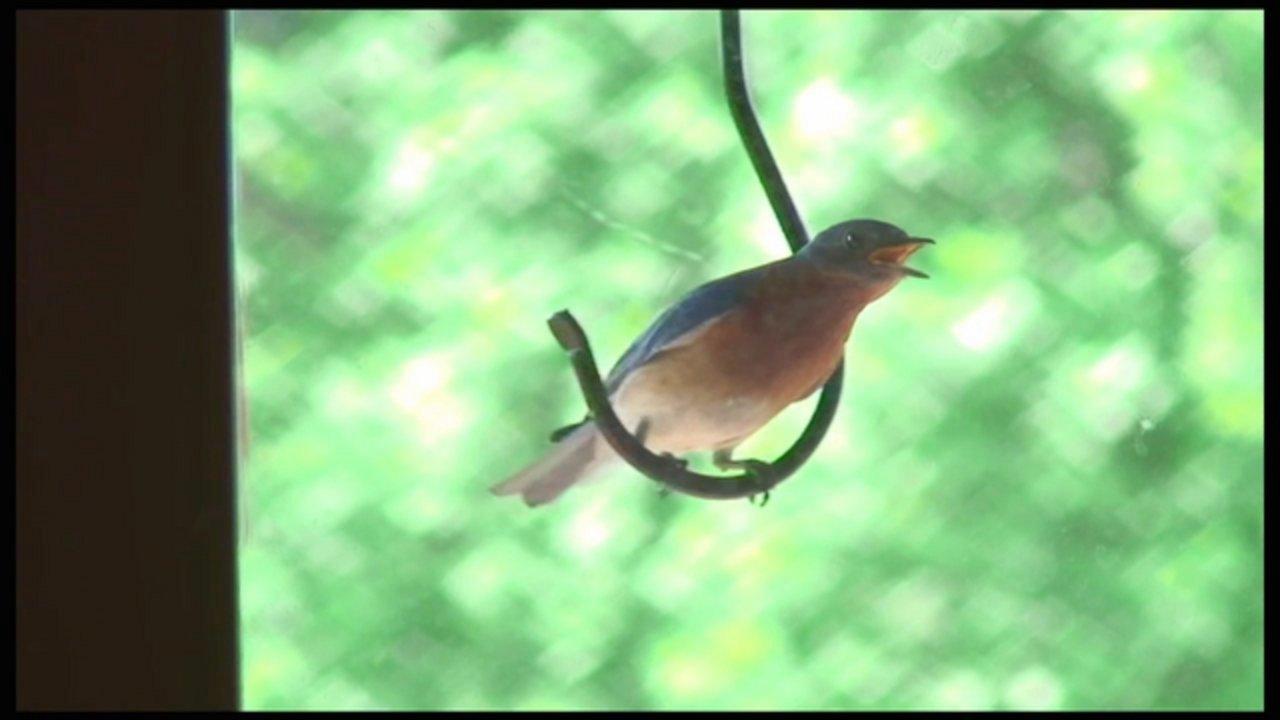 HD - Crazy Bluebird HD